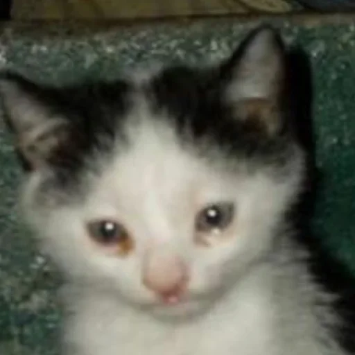 млекопитающее животное кошка