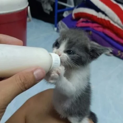 котёнок кошки малого и среднего размера комнатный