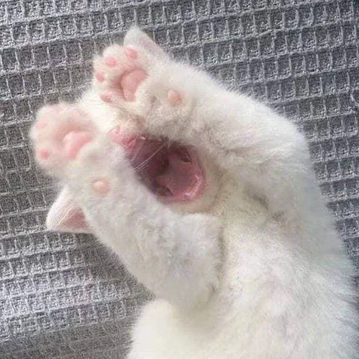 животное млекопитающее мех