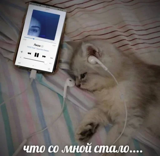 кошка комнатный кошачьи