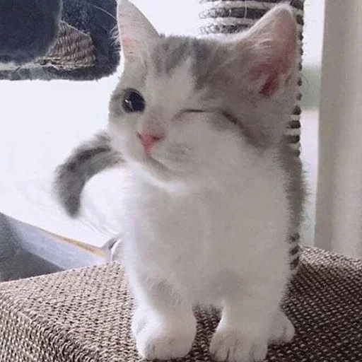 млекопитающее животное кошка