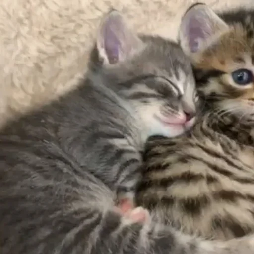 животное млекопитающее кошка