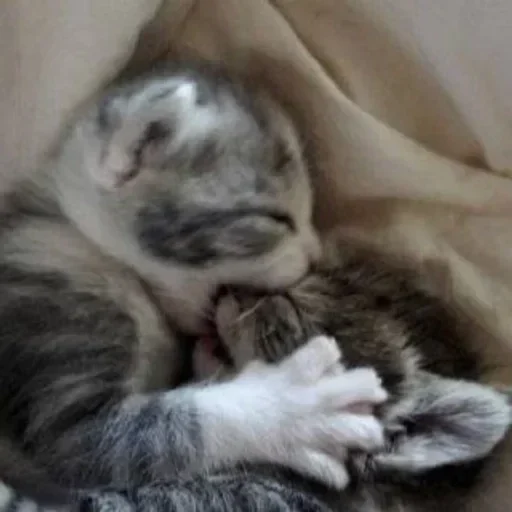 животное млекопитающее кошачьи