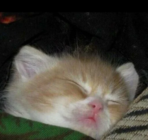 млекопитающее животное кошки малого и среднего размера