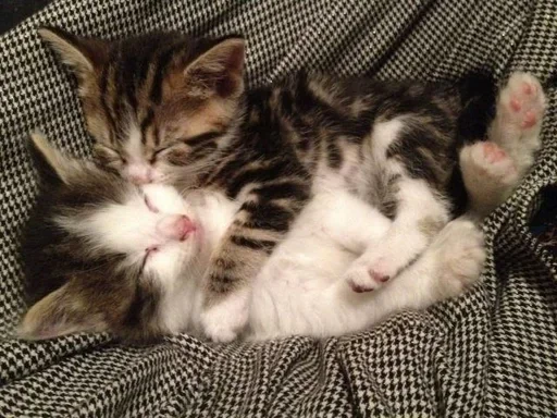 млекопитающее животное домашняя кошка