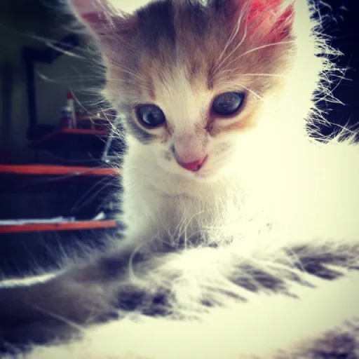 Sticker ilkinboss - 1