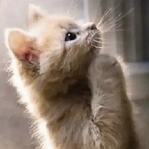 Стикер ilkinboss - 1