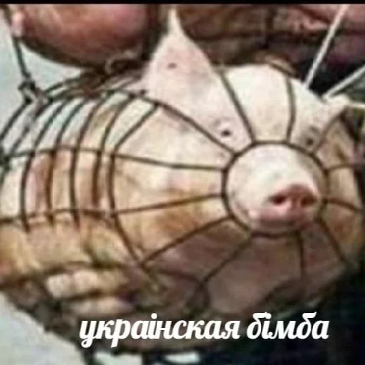 Стикер ПОДЗАЛУПНЫЙ ТВОРОЖОК SIX - 4