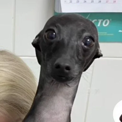 animal dog breed dog