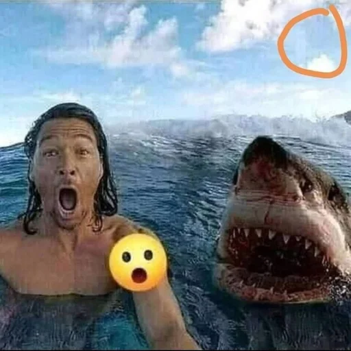 СМС плавание акула