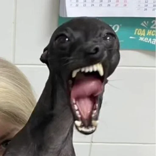 животное млекопитающее собака