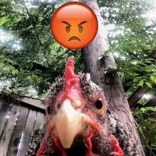 дерево на открытом воздухе галловая птица