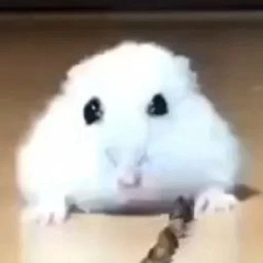 животное млекопитающее грызун