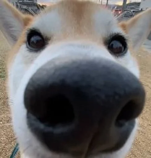 млекопитающее животное домашнее животное