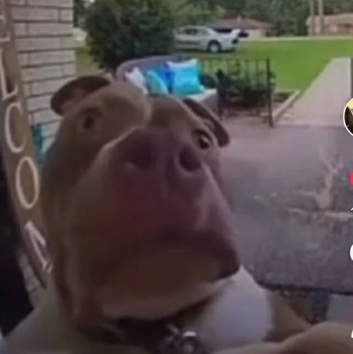 мультфильм млекопитающее свинья