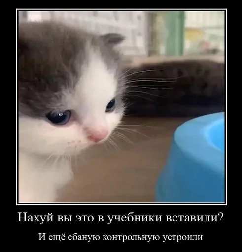 млекопитающее СМС животное