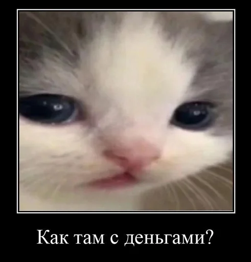 млекопитающее животное кошка