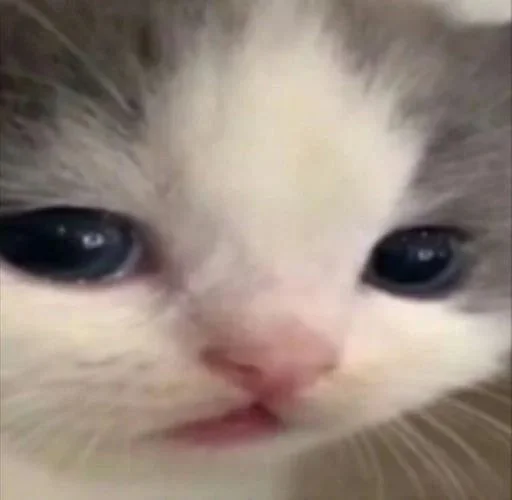 млекопитающее животное кошка