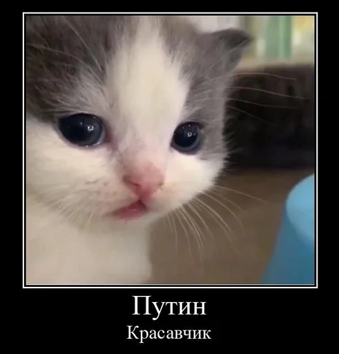 млекопитающее животное кошка