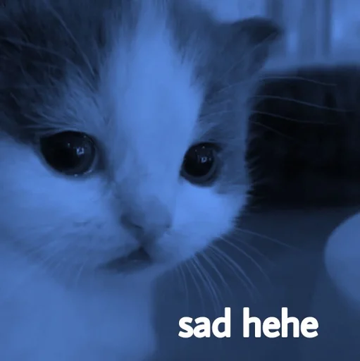 млекопитающее животное кошка