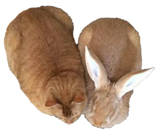 животное млекопитающее кошка