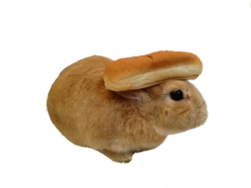 кролик кролик гриб