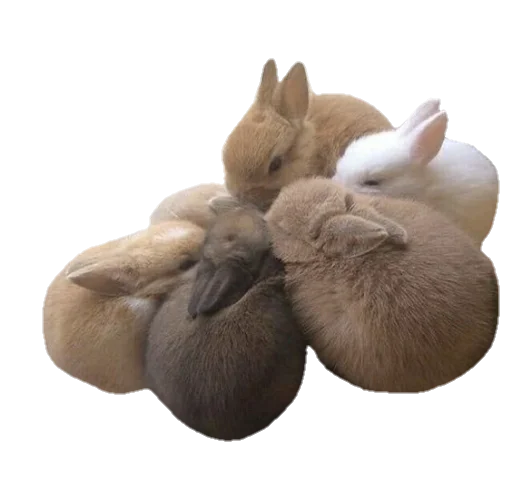 кролик гриб животное