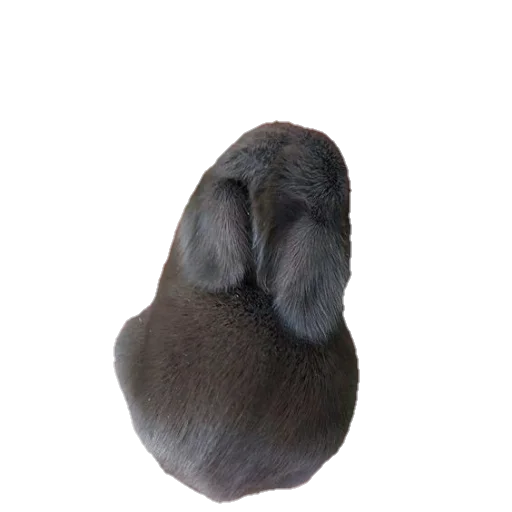 животное птица