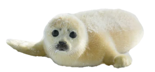 животное млекопитающее водные млекопитающие