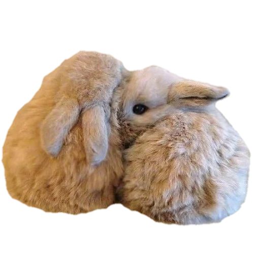 животное кролик мех