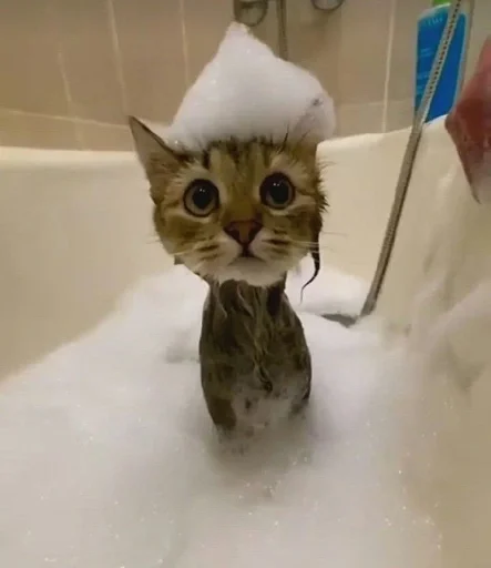 комнатный животное тонуть