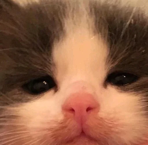 млекопитающее животное кошка