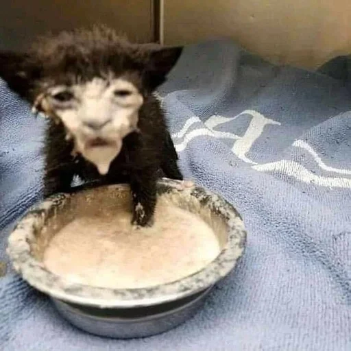 комнатный кошка чёрный