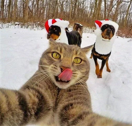 на открытом воздухе животное кошка