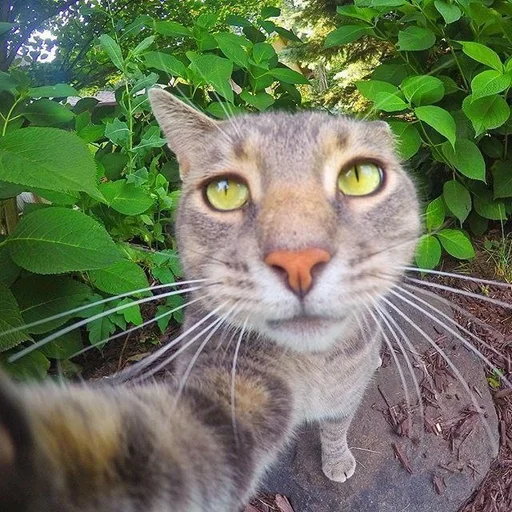 животное млекопитающее кошка