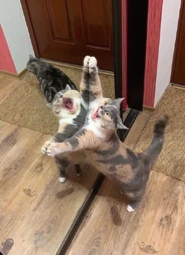 кошки малого и среднего размера этаж комнатный