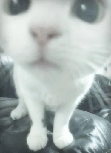 Ты мой котик!!!<3 :: @fStikBot - кошки малого и среднего размера