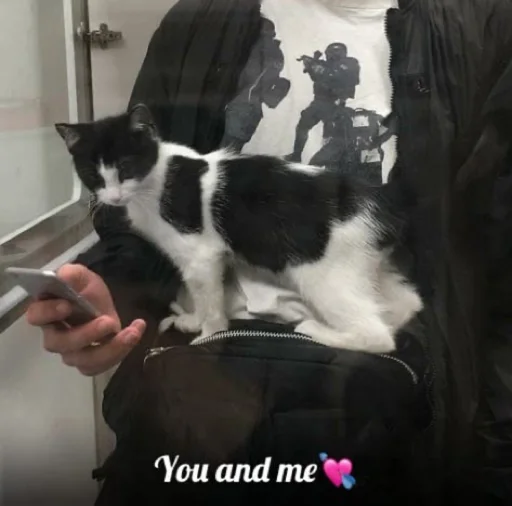 indoor person small to medium-sized cats