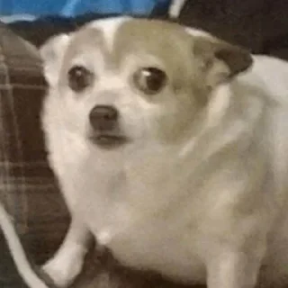 Sticker no im ebluga - 4