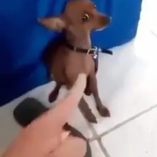 Стикер no im ebluga 2.0 - 9