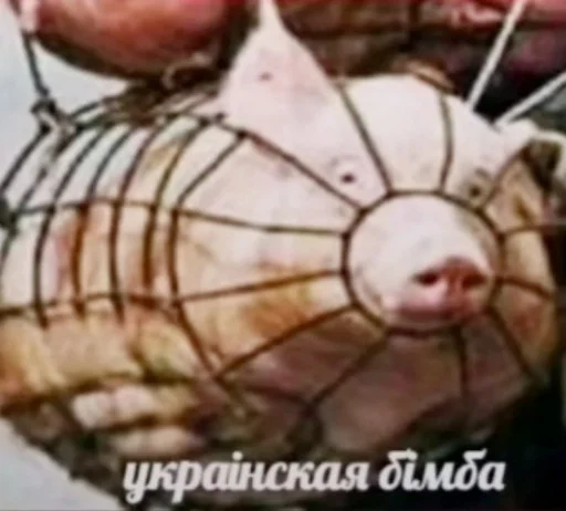 животное млекопитающее свинья