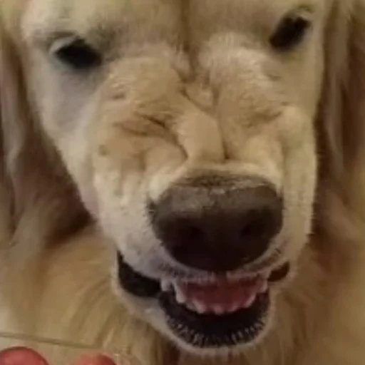 млекопитающее животное порода собак