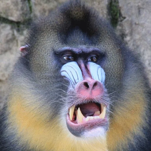 Sticker imp_disc - 1