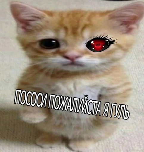 животное млекопитающее кошка