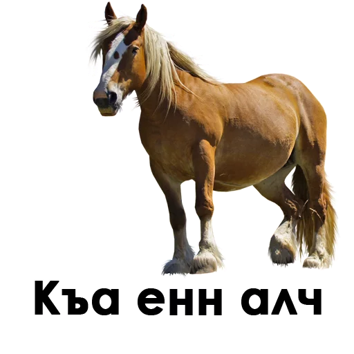 ингушмания - text