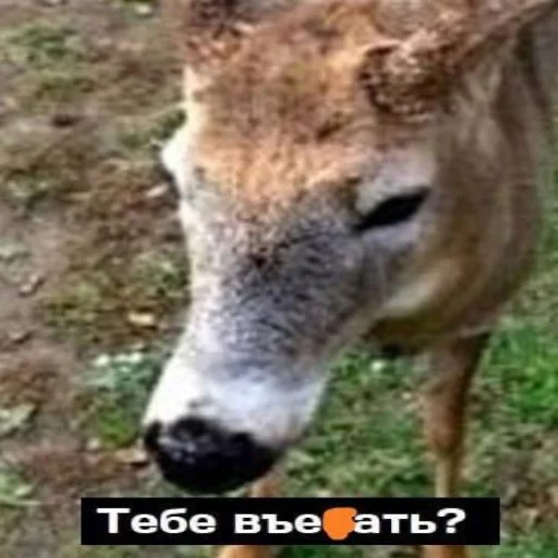 Sticker insanneeepack - 1