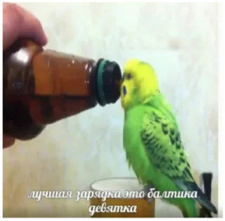 Sticker @sobaka96 бог тебя любит - 2