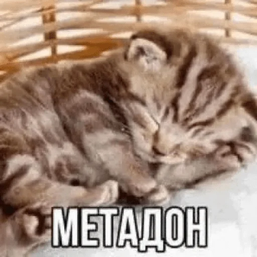 кошачьи млекопитающее кошки малого и среднего размера