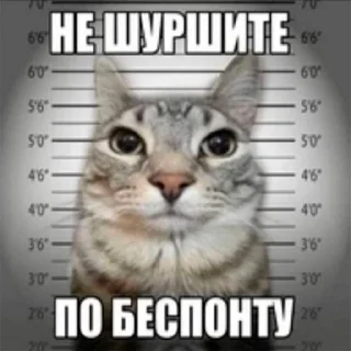 Стикер Интернет-приколы в стиле "мем" - 8