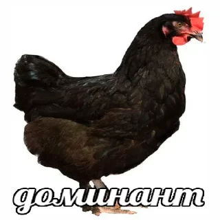 Стикер Интернет-приколы в стиле "мем" - 5